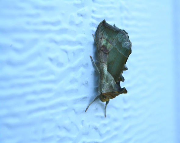 Some sort of moth on the garage door. It's pretty fancy.