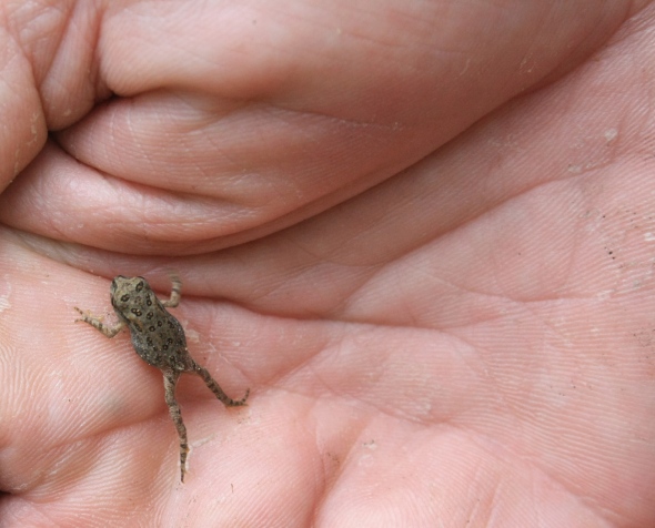 Bard and I hiked yesterday and parts of the ground looked like they were moving as hundreds of these little toads hopped about. 